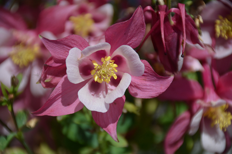 Origami Rose and White Columbine (Aquilegia 'Origami Rose and White') at Flagg's Garden Center