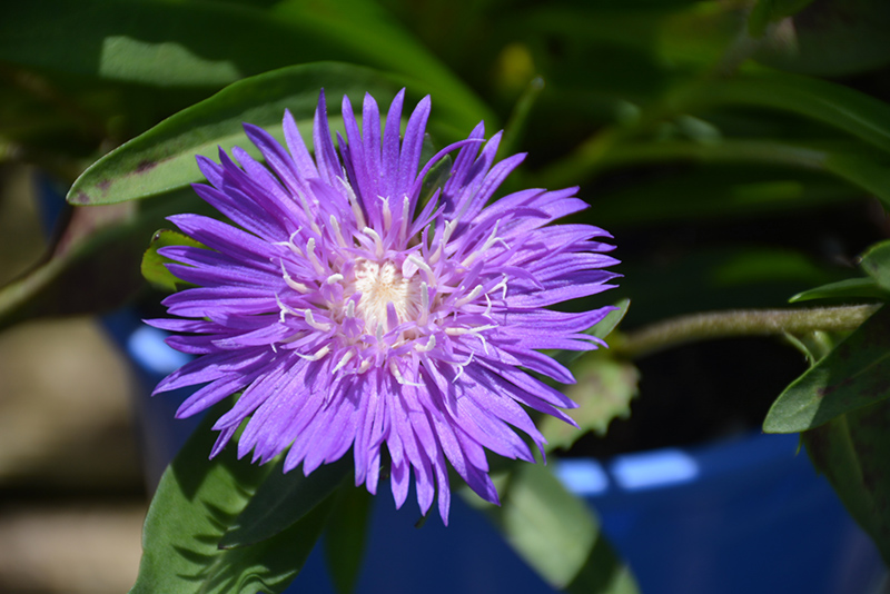 Honeysong Purple Aster (Stokesia laevis 'Honeysong Purple') at Flagg's Garden Center
