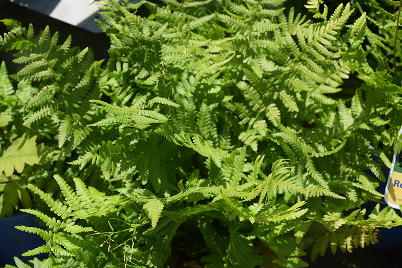 Robust Male Fern (Dryopteris x complexa) at Flagg's Garden Center
