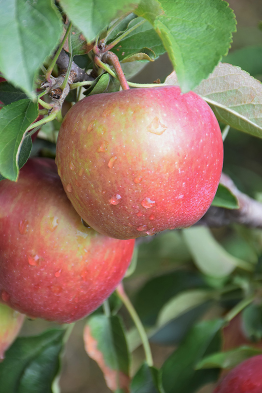 Red Delicious Apple (Malus 'Red Delicious') at Flagg's Garden Center
