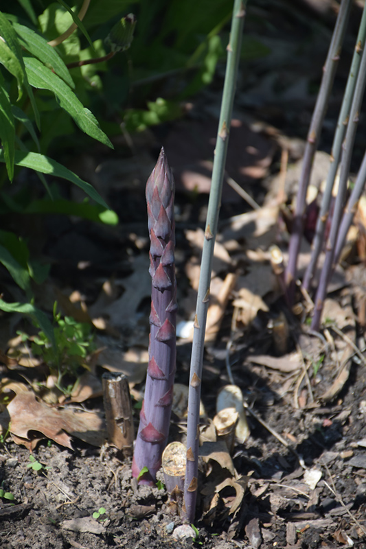 Purple Passion Asparagus (Asparagus 'Purple Passion') at Flagg's Garden Center