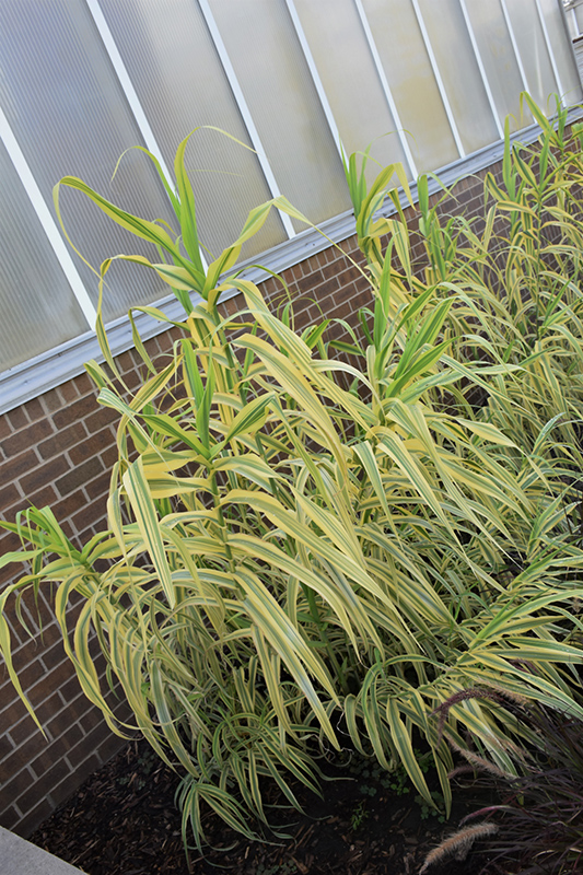 Golden Chain Giant Reed Grass (Arundo donax 'Golden Chain') at Flagg's Garden Center