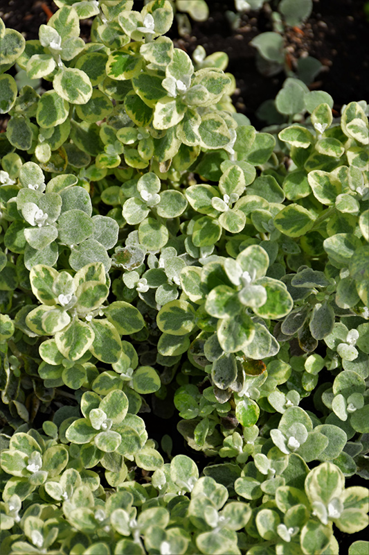 Variegated Licorice Plant (Helichrysum petiolare 'Variegated Licorice') at Flagg's Garden Center