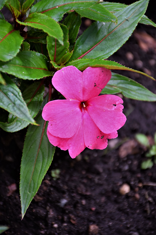 Magnum Clear Pink New Guinea Impatiens (Impatiens 'Magnum Clear Pink') at Flagg's Garden Center