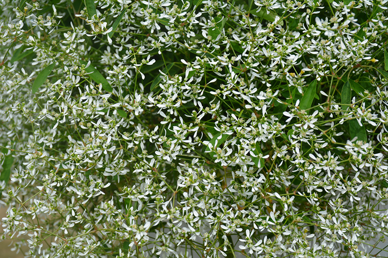 Diamond Frost Euphorbia (Euphorbia 'INNEUPHDIA') at Flagg's Garden Center
