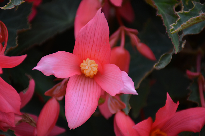 Bossa Nova Pink Glow Begonia (Begonia boliviensis 'Bossa Nova Pink Glow') at Flagg's Garden Center