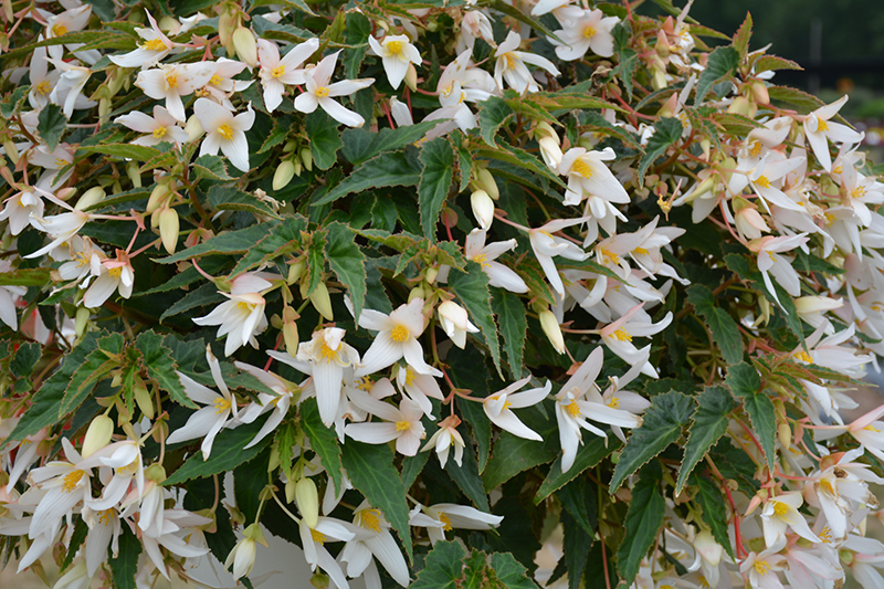 Waterfall Encanto White Begonia (Begonia boliviensis 'Encanto White') at Flagg's Garden Center