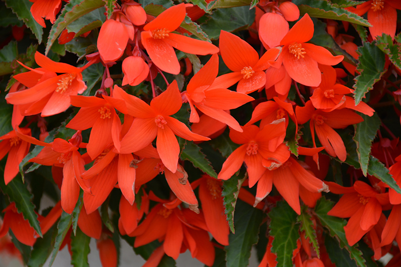 Waterfall Encanto Orange Begonia (Begonia boliviensis 'Encanto Orange') at Flagg's Garden Center