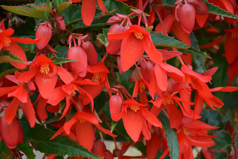 Waterfall Encanto Red Begonia (Begonia boliviensis 'Encanto Red') at Flagg's Garden Center