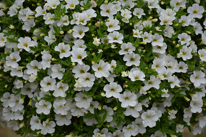 MiniFamous Uno White Calibrachoa (Calibrachoa 'KLECA17002') at Flagg's Garden Center