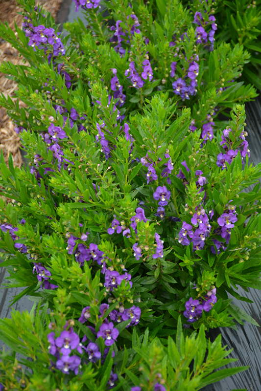Adessa Blue Angelonia (Angelonia angustifolia 'Adessa Blue') at Flagg's Garden Center