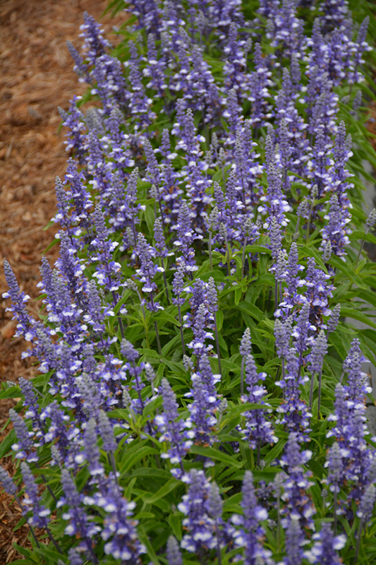 Farina Arctic Blue Salvia (Salvia farinacea 'Farina Arctic Blue') at Flagg's Garden Center