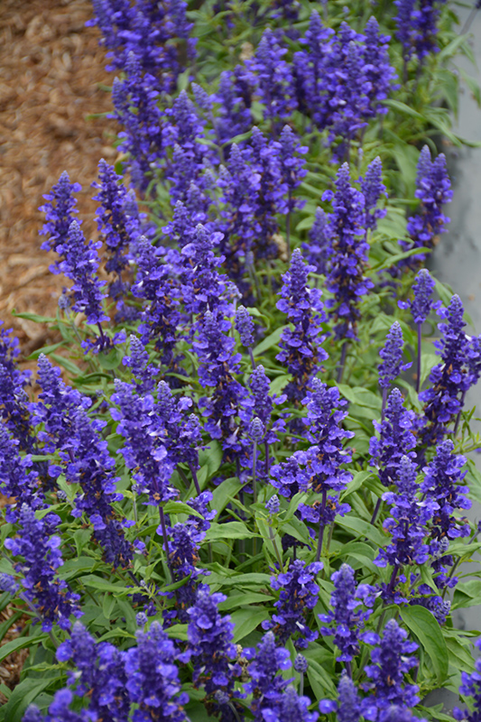 Farina Blue Salvia (Salvia farinacea 'Farina Blue') at Flagg's Garden Center
