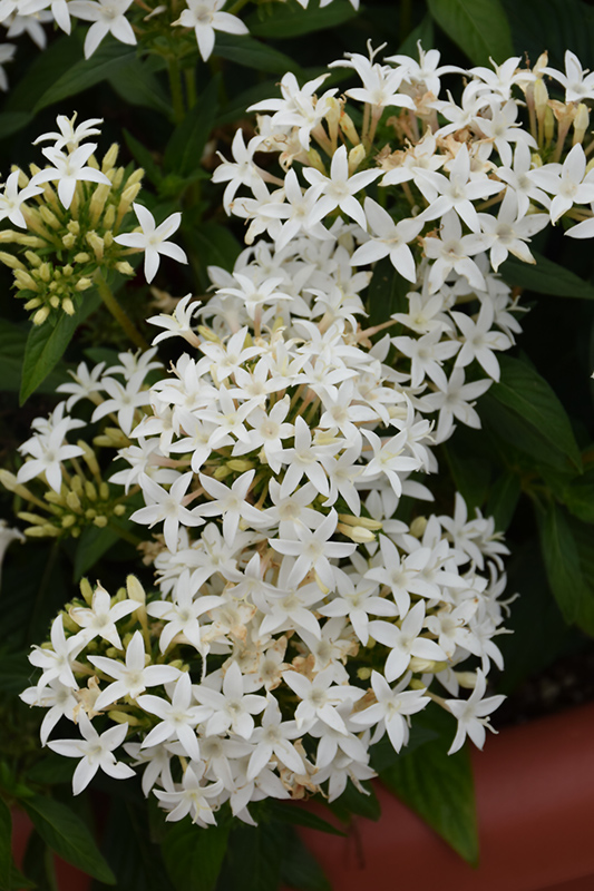 Lucky Star White Star Flower (Pentas lanceolata 'PAS1284142') at Flagg's Garden Center