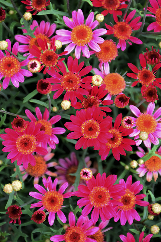 Aramis Velvet Red Marguerite Daisy (Argyranthemum frutescens 'Aramis Velvet Red') at Flagg's Garden Center