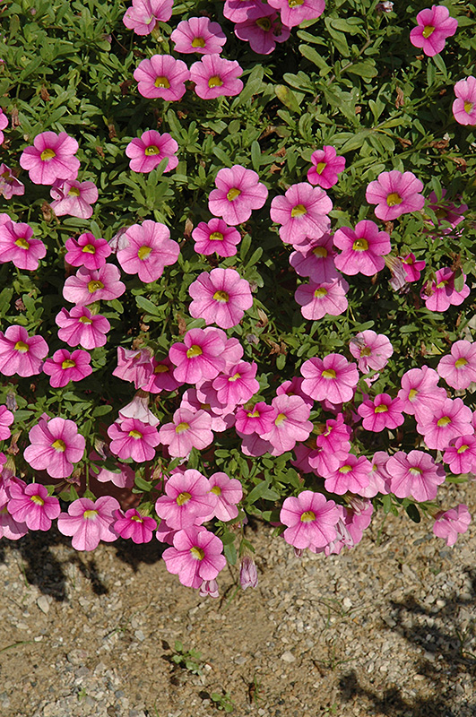 Noa Ultimate Pink Calibrachoa (Calibrachoa 'Noa Ultimate Pink') at Flagg's Garden Center