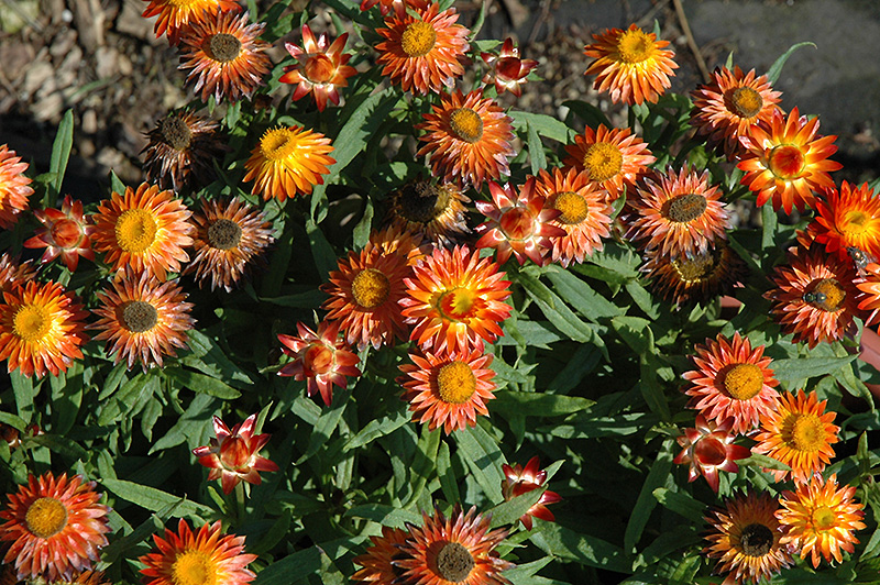 Sundaze Blaze Strawflower (Bracteantha bracteata 'Sundaze Blaze') at Flagg's Garden Center