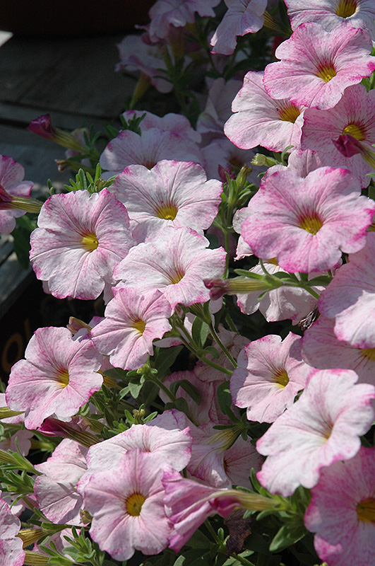 SuperCal Blushing Pink Petchoa (Petchoa 'SuperCal Blushing Pink') at Flagg's Garden Center