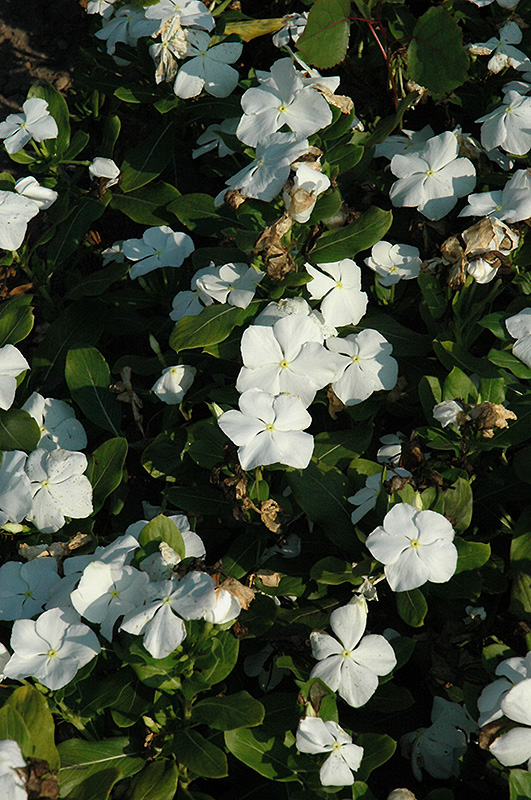 Titan Pure White Vinca (Catharanthus roseus 'Titan Pure White') at Flagg's Garden Center