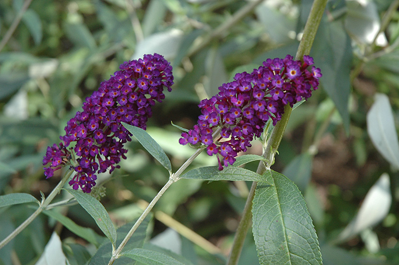 Purple Profusion Butterfly Bush (Buddleia davidii 'Purple Profusion') at Flagg's Garden Center