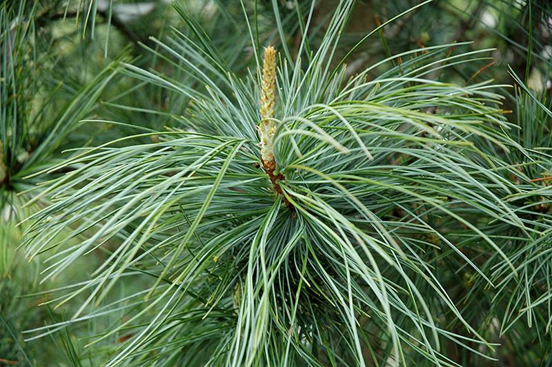 Morris Blue Korean Pine (Pinus koraiensis 'Morris Blue') at Flagg's Garden Center
