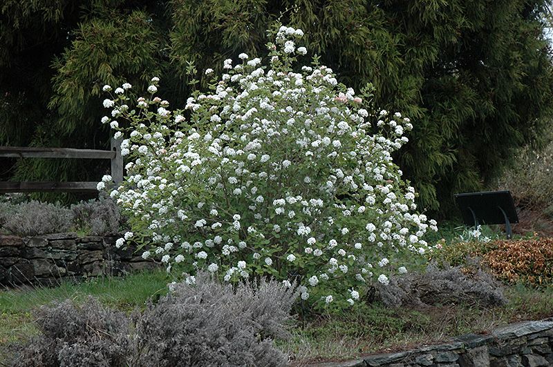 Koreanspice Viburnum (Viburnum carlesii) at Flagg's Garden Center
