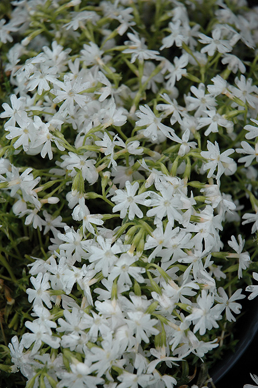 Snowflake Phlox (Phlox subulata 'Snowflake') at Flagg's Garden Center