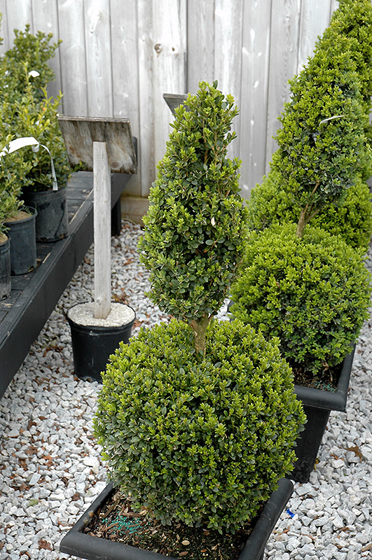 Green Mountain Boxwood (poodle form) (Buxus 'Green Mountain (poodle)') at Flagg's Garden Center