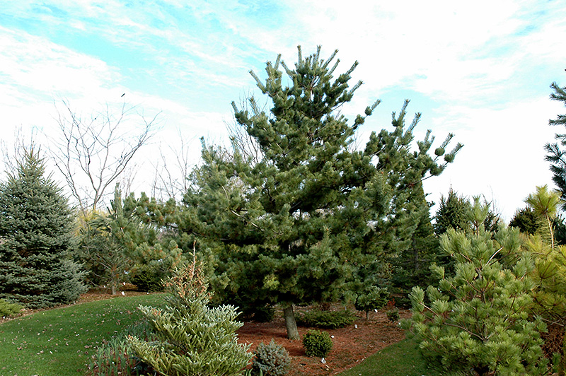 Tempelhof Japanese White Pine (Pinus parviflora 'Tempelhof') at Flagg's Garden Center