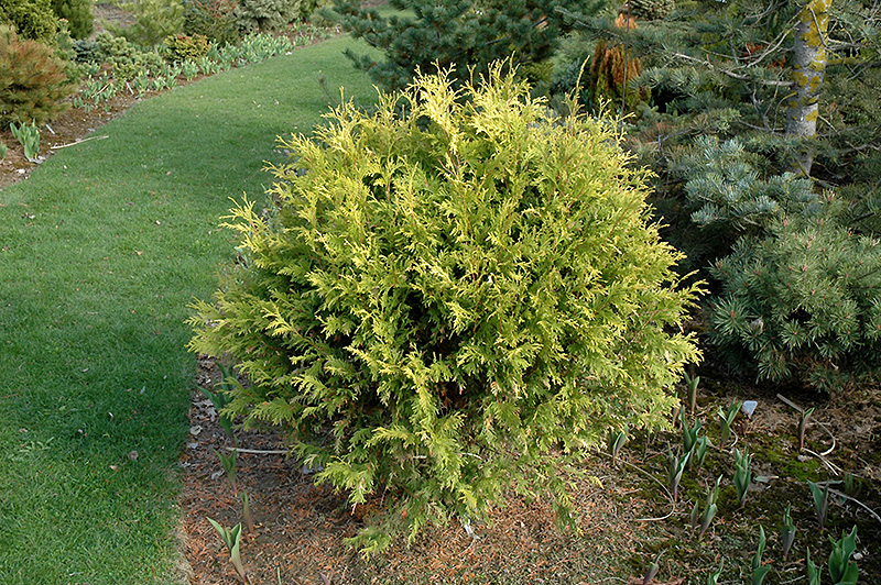 Golden Globe Arborvitae (Thuja occidentalis 'Golden Globe') at Flagg's Garden Center