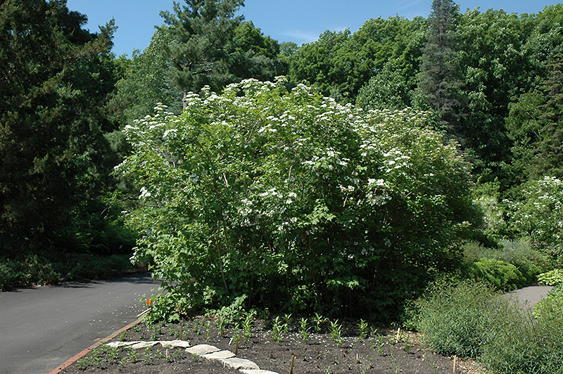 Wentworth Highbush Cranberry (Viburnum trilobum 'Wentworth') at Flagg's Garden Center