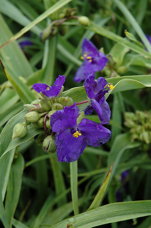 Zwanenburg Blue Spiderwort (Tradescantia x andersoniana 'Zwanenburg Blue') at Flagg's Garden Center