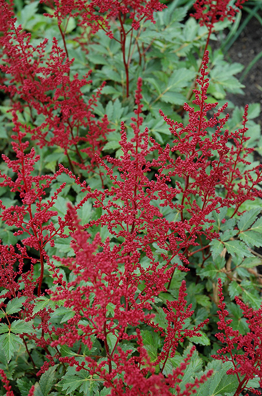 Red Sentinel Astilbe (Astilbe x arendsii 'Red Sentinel') at Flagg's Garden Center