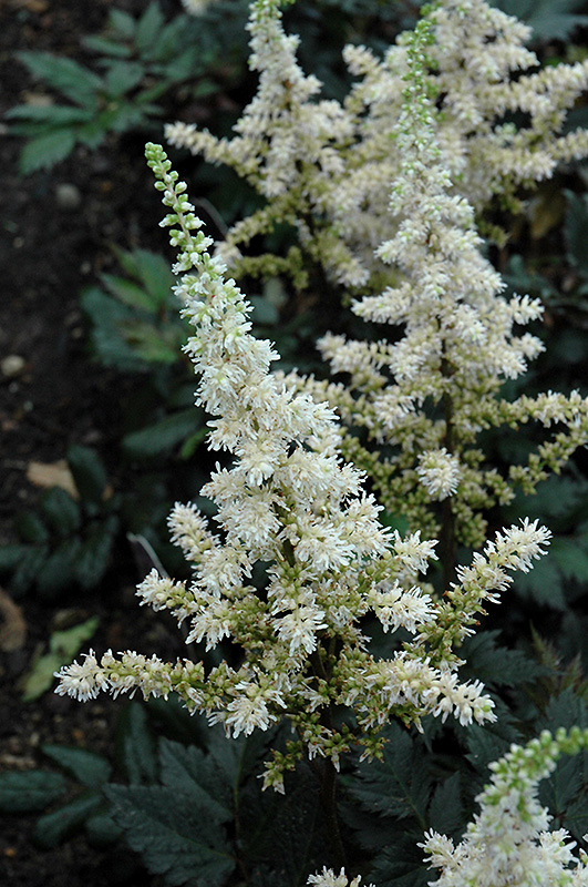 Visions in White Chinese Astilbe (Astilbe chinensis 'Visions in White') at Flagg's Garden Center
