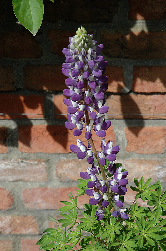 Gallery Blue Shades Lupine (Lupinus 'Gallery Blue Shades') at Flagg's Garden Center