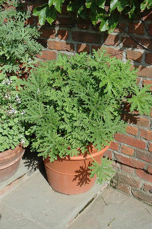 Citrosa Geranium (Pelargonium citrosum) at Flagg's Garden Center
