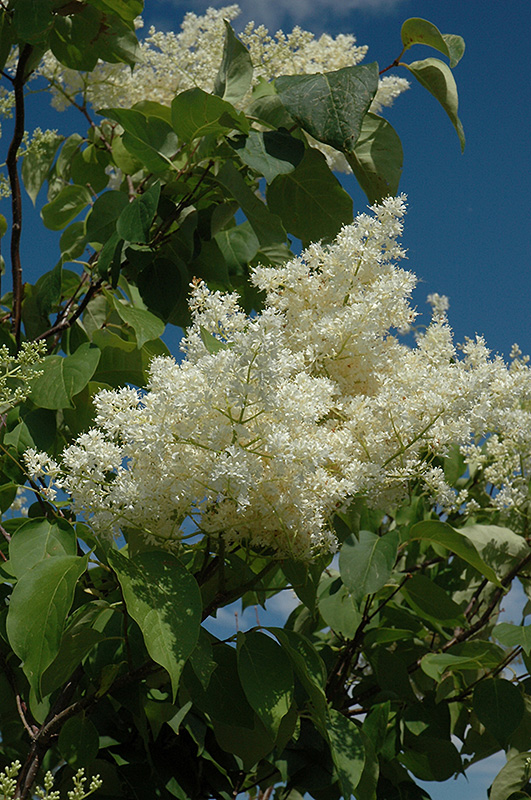 Ivory Silk Tree Lilac (tree form) (Syringa reticulata 'Ivory Silk (tree form)') at Flagg's Garden Center
