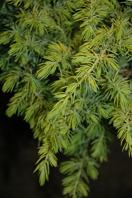 Golden Pacific Shore Juniper (Juniperus conferta 'sPg-3-016') at Flagg's Garden Center