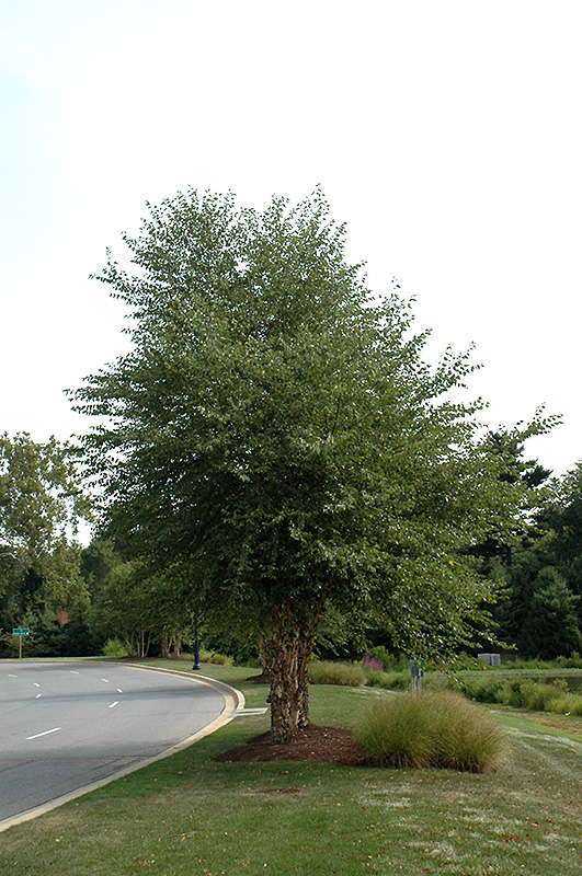 Dura Heat River Birch (clump) (Betula nigra 'Dura Heat (clump)') at Flagg's Garden Center