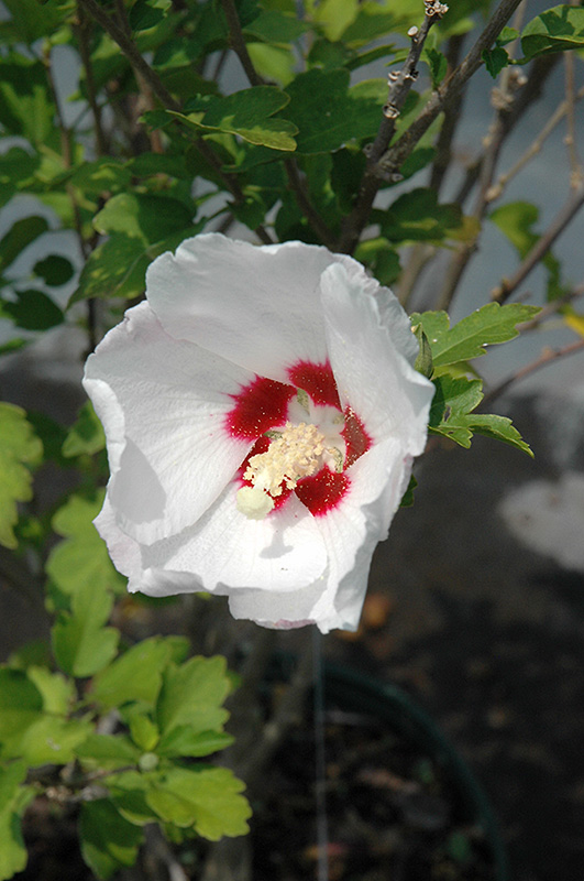 Red Heart Rose Of Sharon (Hibiscus syriacus 'Red Heart') at Flagg's Garden Center