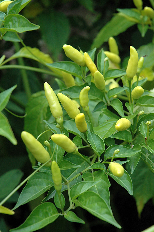 Tabasco Pepper (Capsicum frutescens 'Tabasco') at Flagg's Garden Center
