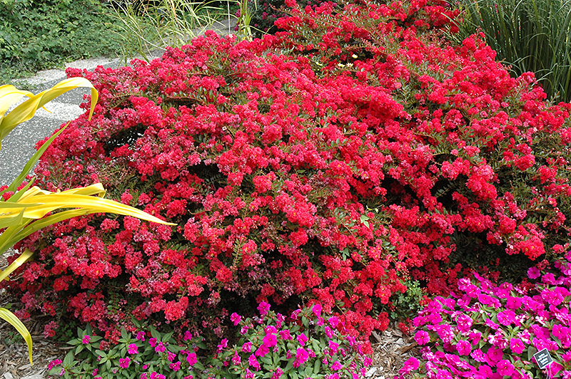 Cherry Dazzle Crapemyrtle (Lagerstroemia indica 'Gamad 1') at Flagg's Garden Center