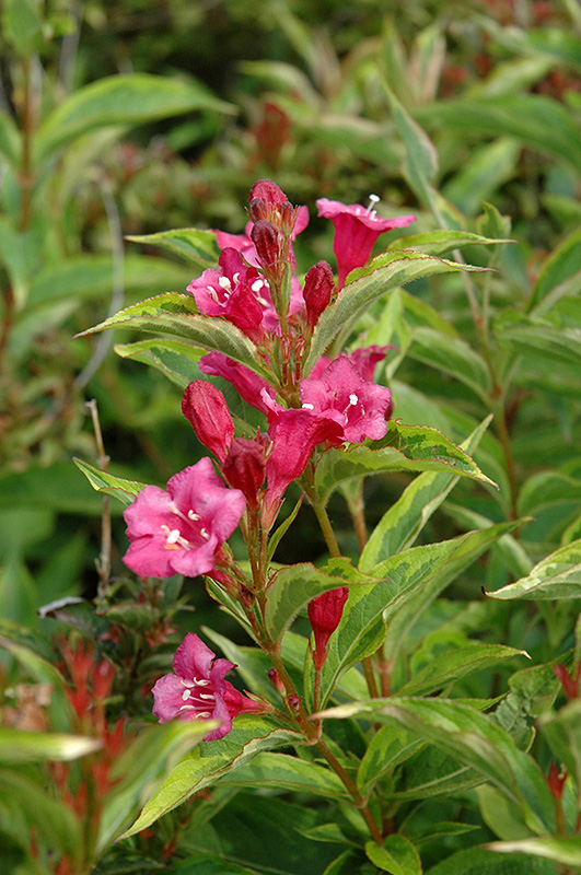 French Lace Weigela (Weigela florida 'French Lace') at Flagg's Garden Center
