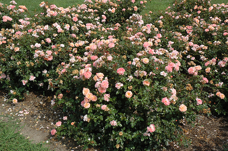 Apricot Drift Rose (Rosa 'Meimirrote') at Flagg's Garden Center