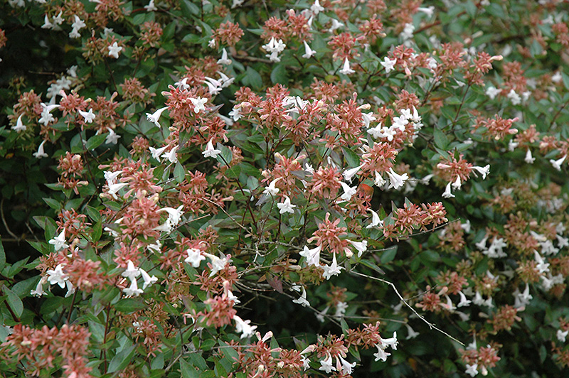 Glossy Abelia (Abelia x grandiflora) at Flagg's Garden Center