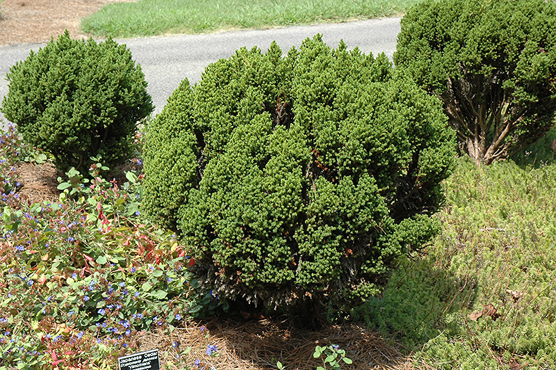 Vilmoriniana Japanese Cedar (Cryptomeria japonica 'Vilmoriniana') at Flagg's Garden Center