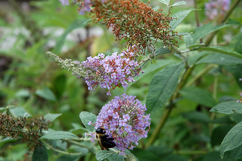 Lochinch Butterfly Bush (Buddleia 'Lochinch') at Flagg's Garden Center