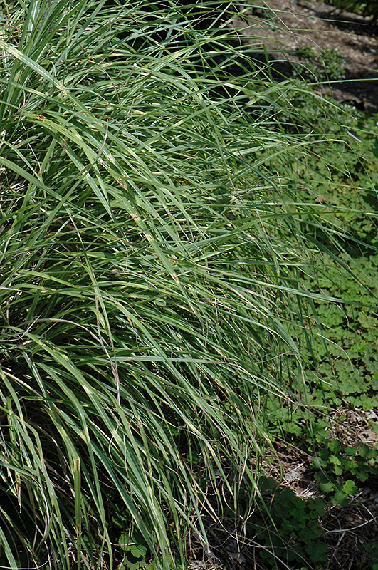 Little Zebra Dwarf Maiden Grass (Miscanthus sinensis 'Little Zebra') at Flagg's Garden Center