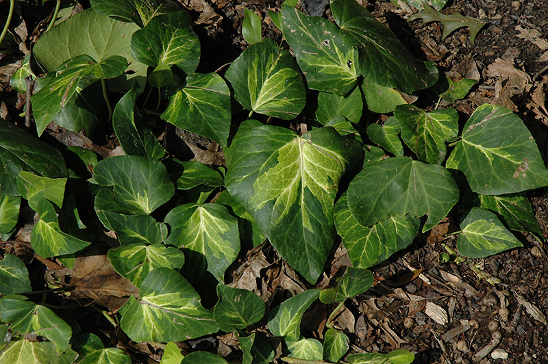 Sulphur Heart Ivy (Hedera colchica 'Sulphur Heart') at Flagg's Garden Center