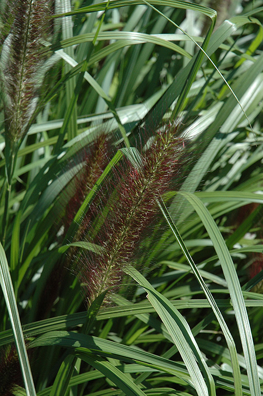 Red Head Fountain Grass (Pennisetum alopecuroides 'Red Head') at Flagg's Garden Center
